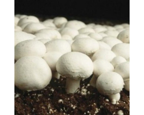 Champignon Aufzucht Lösung