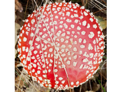 Amanita Pilz Hüte (20g)