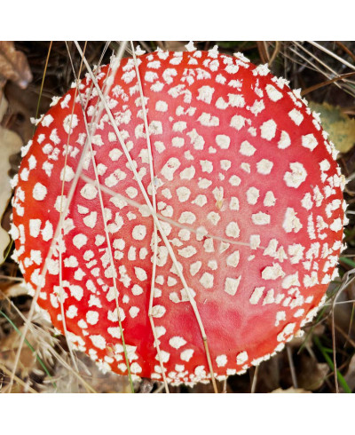 Amanita Pilz Pulver (20g)