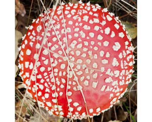 Amanita Pilz Pulver (20g)