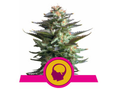 Amnesia Haze