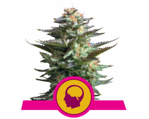 Amnesia Haze Amnesia Haze