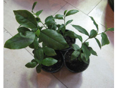 Catha edulis - Kath