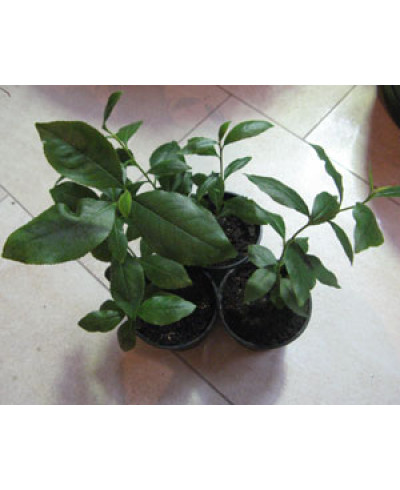 Catha edulis - Kath