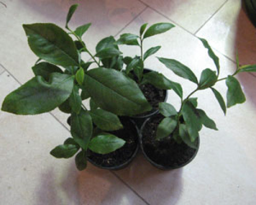Catha edulis - Kath