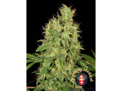 Chronic CBD
