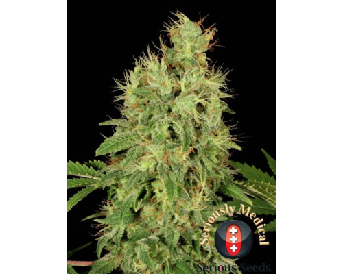 Chronic CBD Chronic CBD