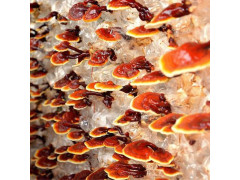 Reishi Aufzucht Lösung 