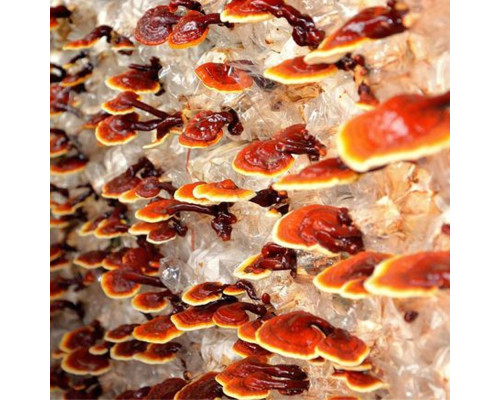 Reishi Aufzucht Lösung 