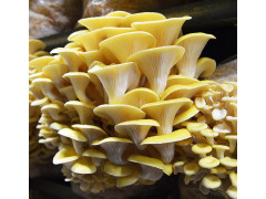 Goldener Austernpilz Aufzucht Lösung