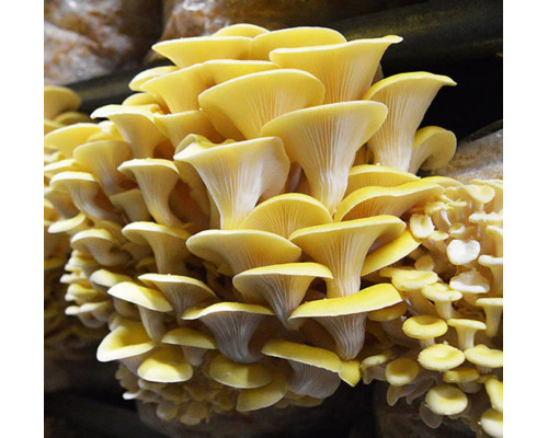 Goldener Austernpilz Aufzucht Lösung Goldener Austernpilz Aufzucht Lösung