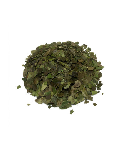 Guayusa