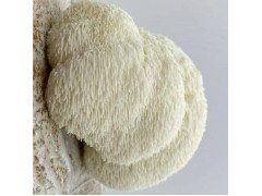 Hericium Aufzucht Lösung