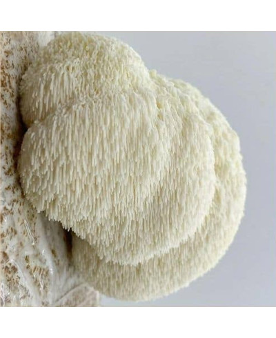 Hericium Aufzucht Lösung