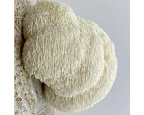 Hericium Aufzucht Lösung