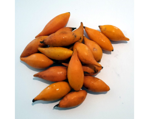 Iboga Frucht
