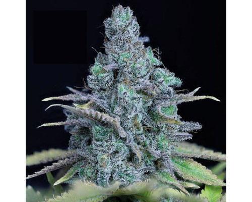 Jack Herer