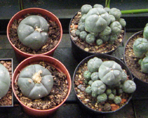 Peyote Kaktus