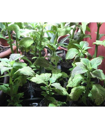 Salvia Divinorum Pflanze
