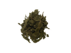 Salvia divinorum Blätter