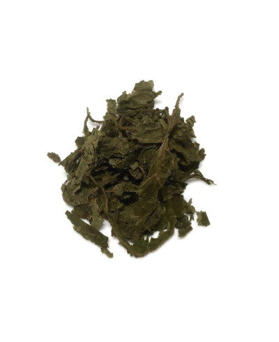 Salvia divinorum Blätter