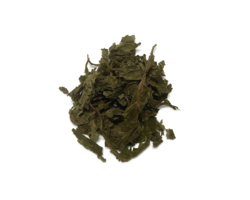 Salvia divinorum Blätter