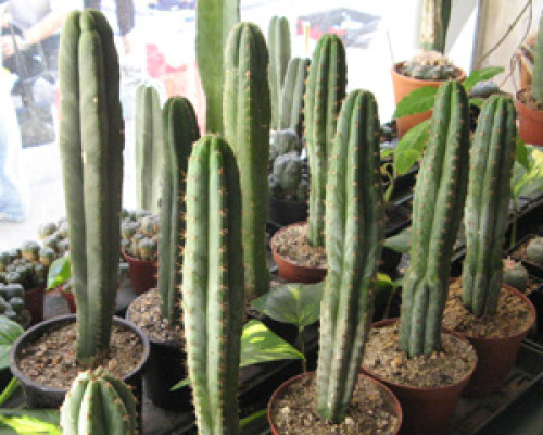 San Pedro Kaktus