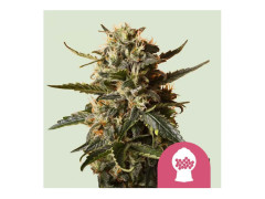 Bubblegum XL