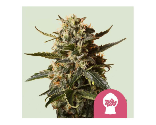 Bubblegum XL Bubblegum XL