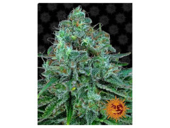 Critical Kush