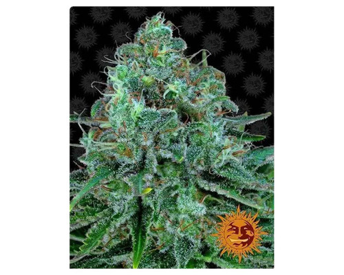 Critical Kush