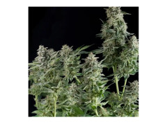 Northern Lights