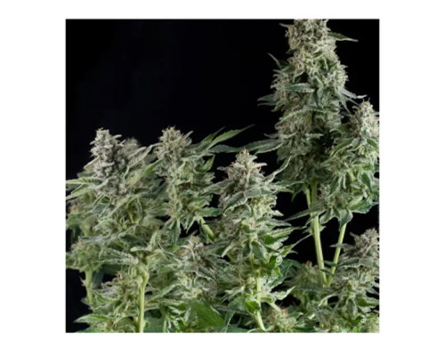 Northern Lights