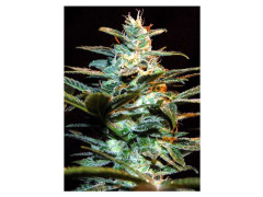 NYC Diesel