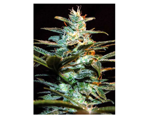 NYC Diesel