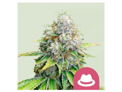 OG Kush