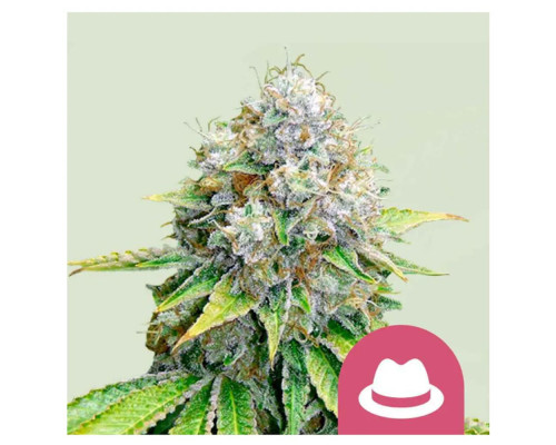 OG Kush OG Kush