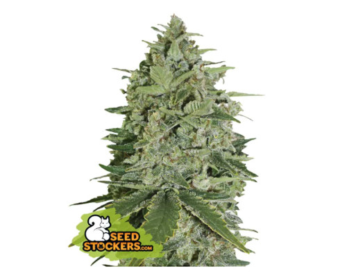Super Skunk