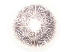 Cubensis Cambodia Lösung Cubensis Cambodia Lösung