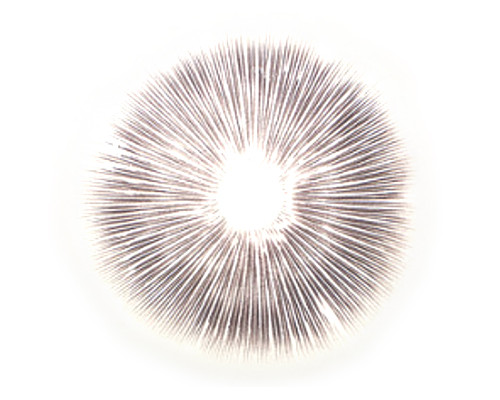 Cubensis Dutch King Lösung Cubensis Dutch King Lösung