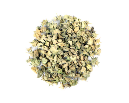 Tribulus terrestris Tribulus terrestris